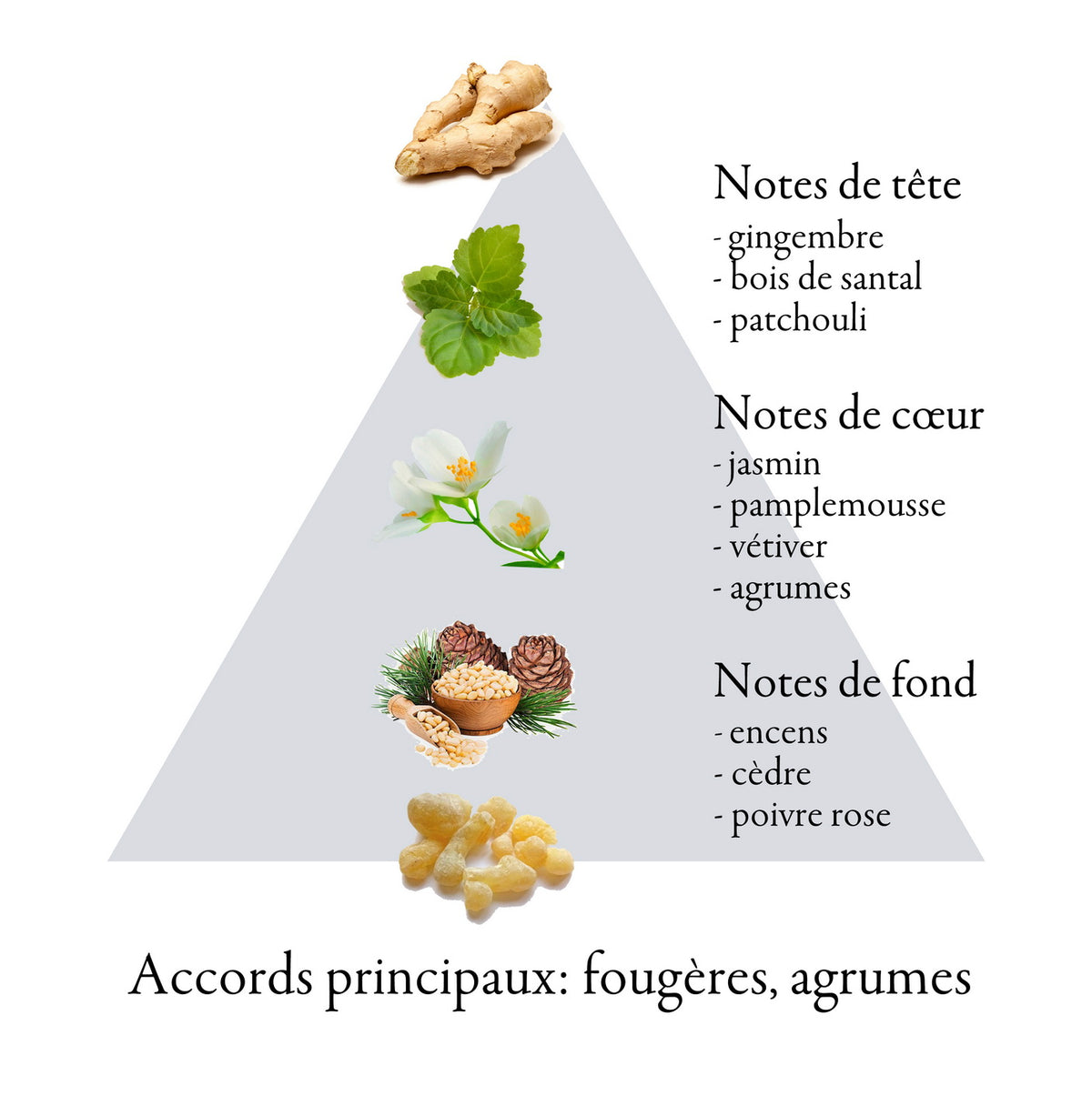 MONARQUE fragrance-note chart