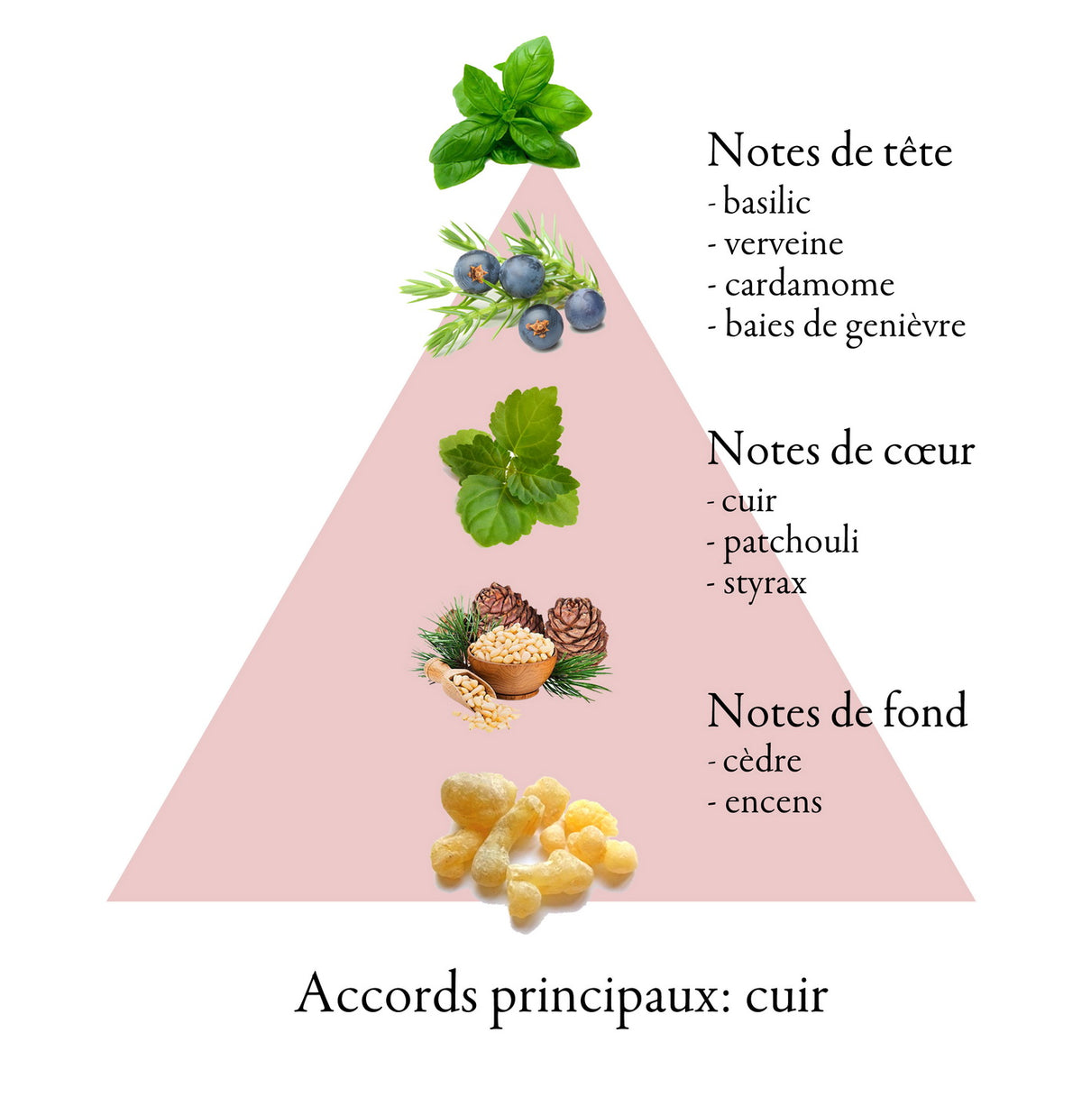 DOMINION fragrance-note chart