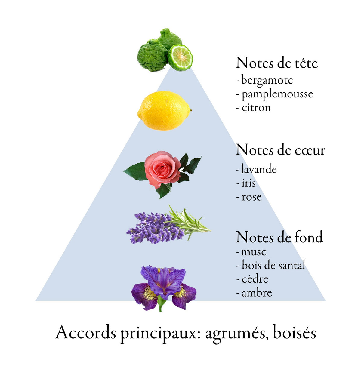 Pyramide olfactive de CARTA ROYAL BLUE