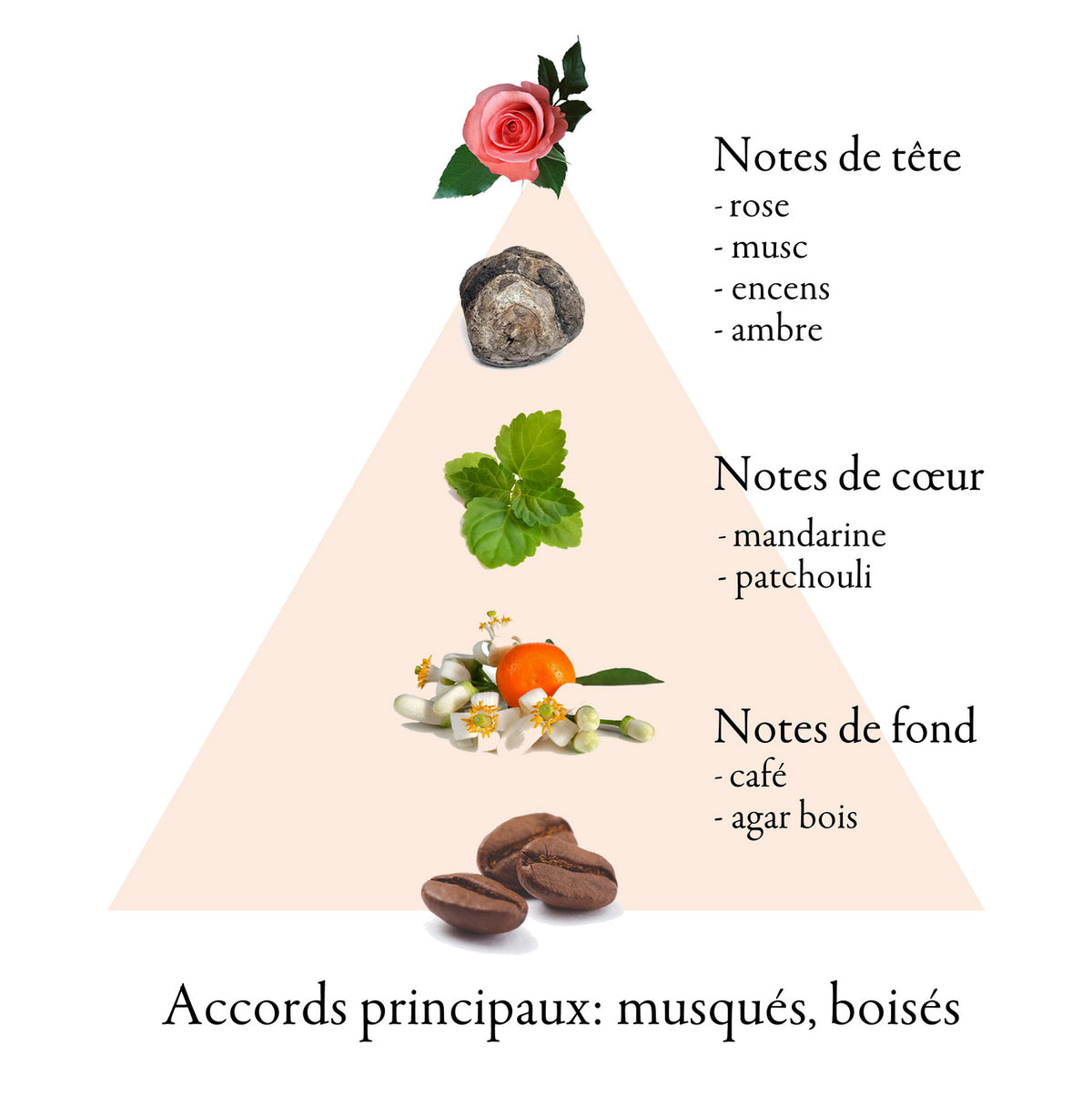 CARTA ROYAL GOLD fragrance-note chart