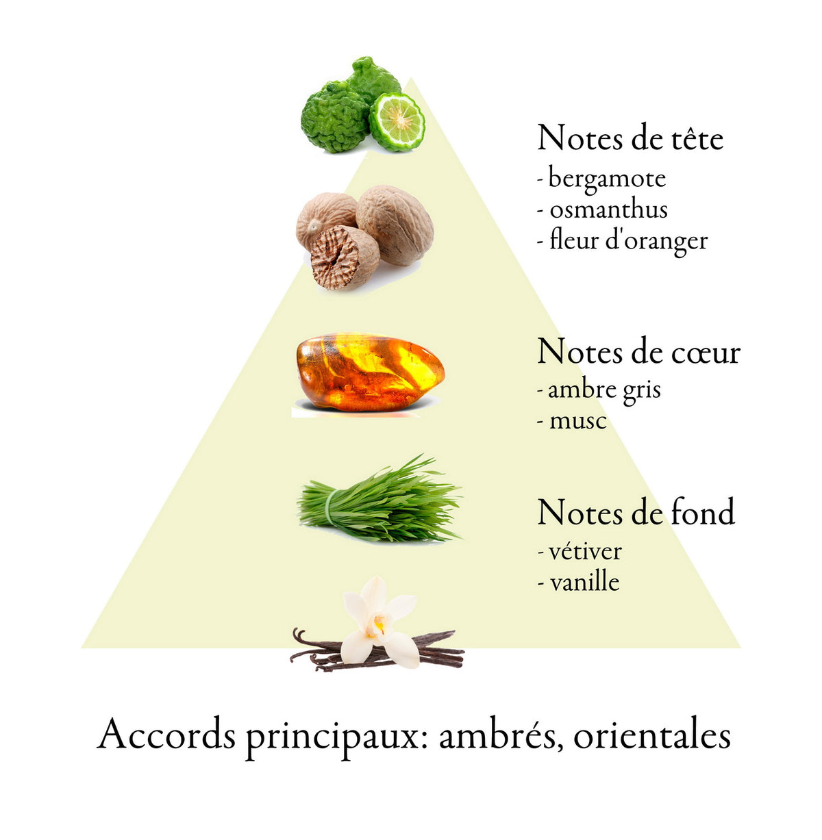 MON AMIE fragrance-note chart